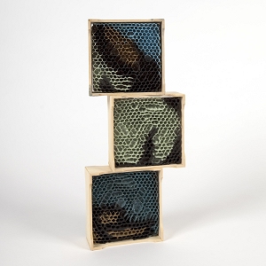 The combs are set into traditional wooden sections which are held in the hives in rows of 3...