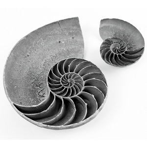 Cast black glass powder nautilus shells in two sizes...