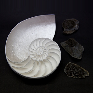 Cast white glass powder nautilus shell alongside fossilised ammonite halves...
