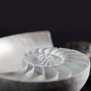 Close up of the surface of the hollow chambers of the glass nautilus shell...