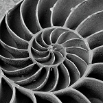 A study of the natural nautilus structure in glass...