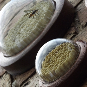 The domes are mounted in mahogany onto the wall as they rise upwards...